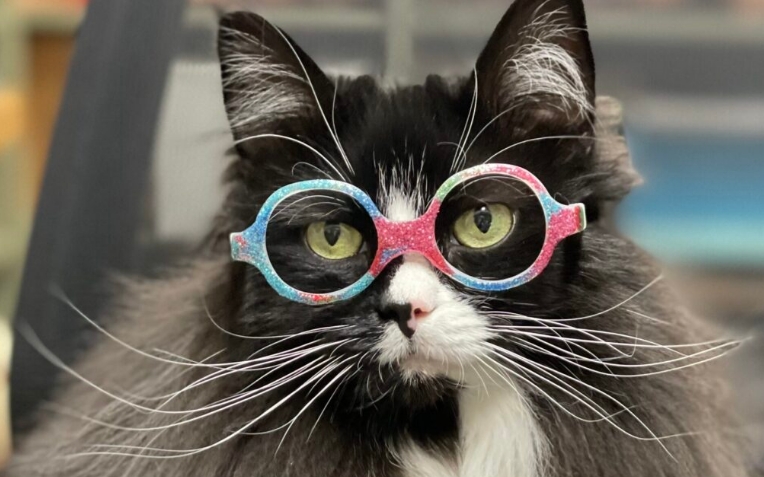 Besitzerin verrät im Interview, warum ihre Katze Brille trägt